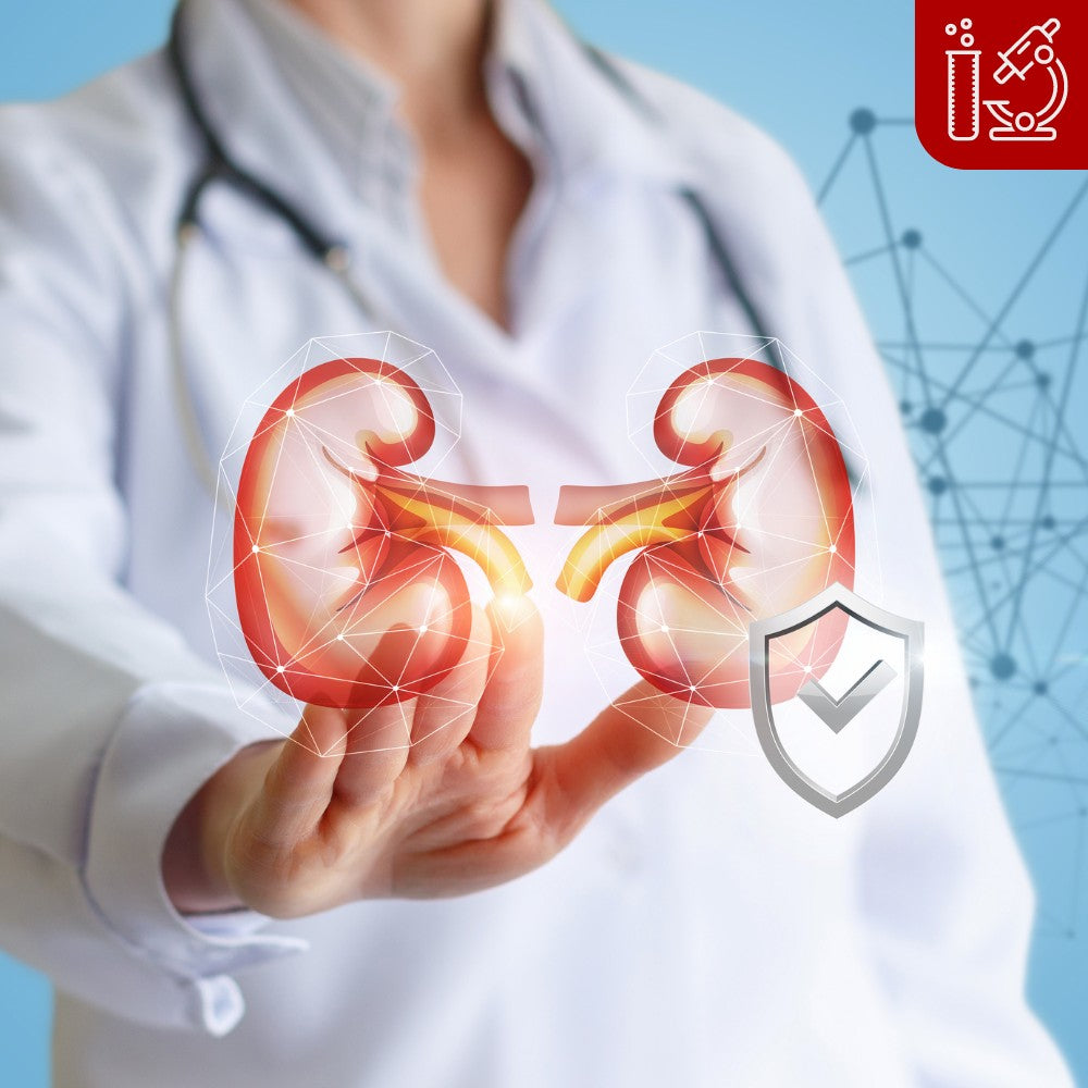 Hard Training? These Are Some Reasons to Consider Liver and Kidney Health